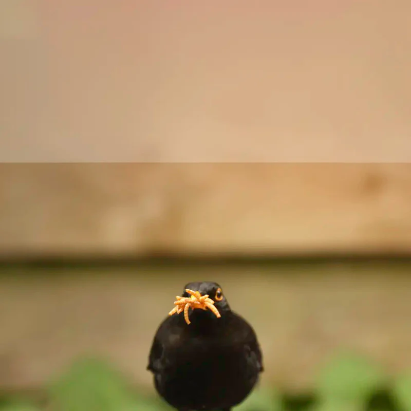 Welcome Nature to Your Home
